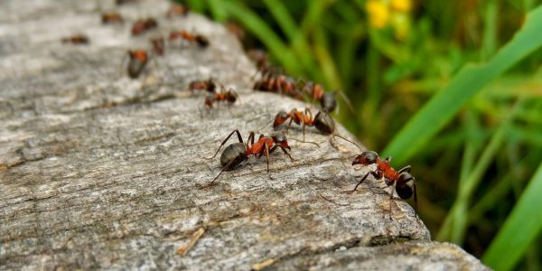 Les fourmis en Australie
